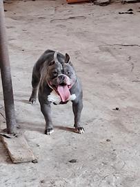 American bully