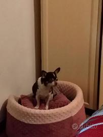 Chihuahua con pedigree