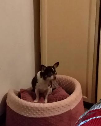 Chihuahua con pedigree