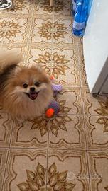 Pomerania