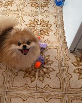 Pomerania
