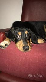 Cane da caccia misto segugio femmina