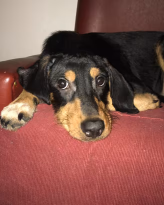 Cane da caccia misto segugio femmina