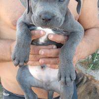 Cuccioli cane corso