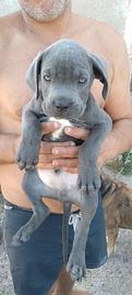 Cuccioli cane corso