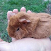 Porcellino d'India / Cavia
