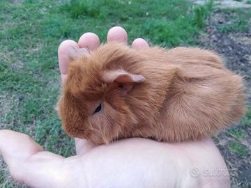 Porcellino d'India / Cavia