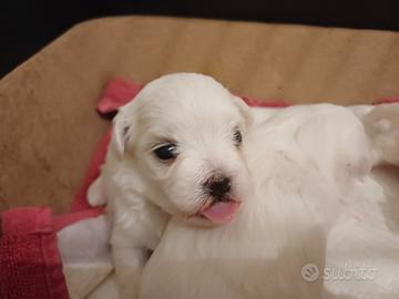 Cuccioli di maltese con PEDIGREE