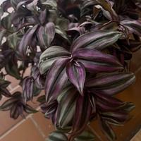 Tradescantia o erba miseria