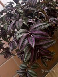 Tradescantia o erba miseria