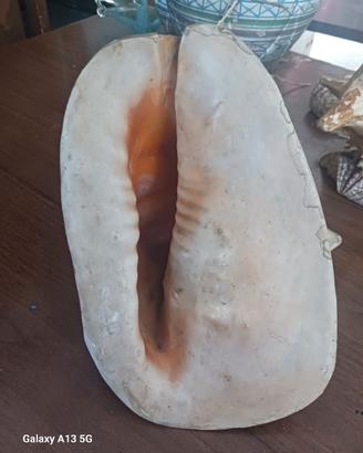 Conchiglia ornamentale