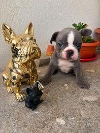 Bulldogue francese maschietto