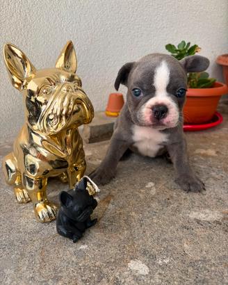 Bulldogue francese maschietto