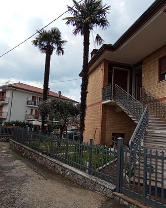 Due Palme alte 10mt 
