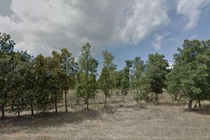 terreno piantumato