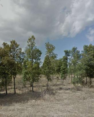terreno piantumato
