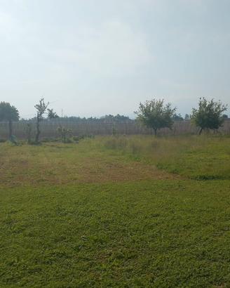 Terreno agricolo
