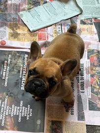 Disponibili cuccioli di bulldog Francesi maschi