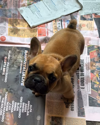 Disponibili cuccioli di bulldog Francesi maschi