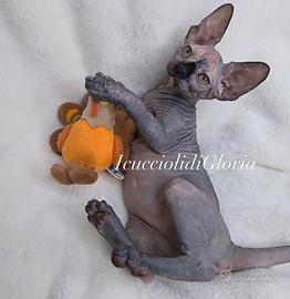 Meravigliosa sphynx