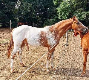 Stallone Appaloosa
