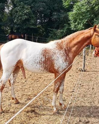 Stallone Appaloosa