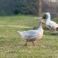 MASCHIO oca franconia