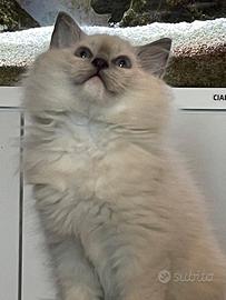 Cuccioli Ragdoll