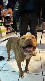 Pitbull maschio dolcissimo e socievole