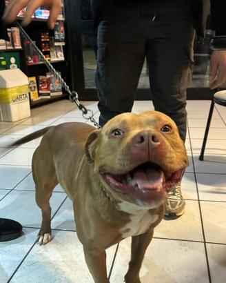 Pitbull maschio dolcissimo e socievole