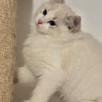 Cucciola ragdoll