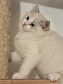 Cucciola ragdoll