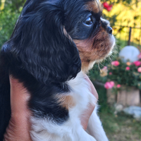 Cavalier king tricolor