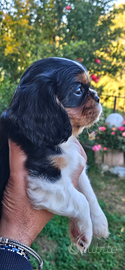 Cavalier king tricolor