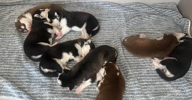 Cuccioli di husky