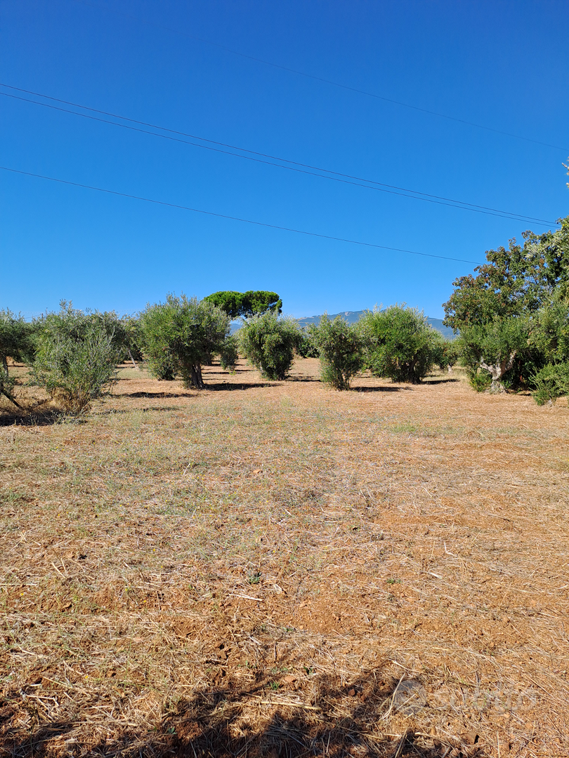 Terreno con rustico e ulivi - Vista 4