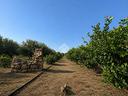 ter-agricolo-a-ficarazzi