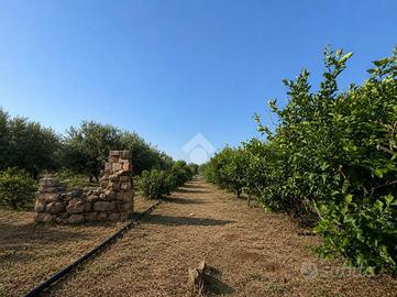 TER. AGRICOLO A FICARAZZI