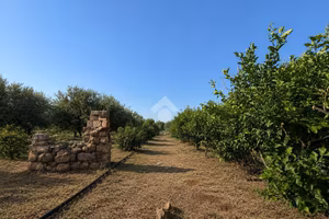 TER. AGRICOLO A FICARAZZI
