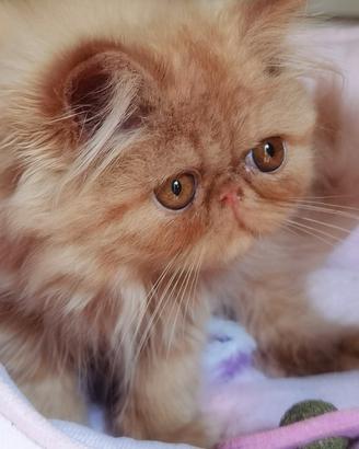 Cuccioli di Gatto Persiano