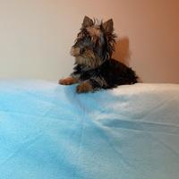 Yorkshire terrier maschio