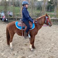 Pony