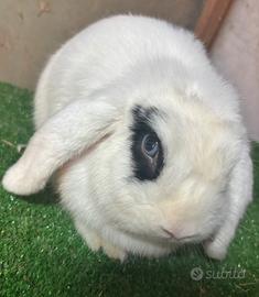 Mini Lop broken maschio