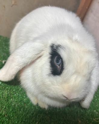 Mini Lop broken maschio