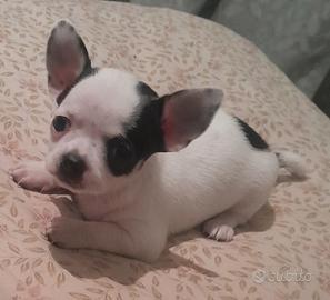Chihuahua simil