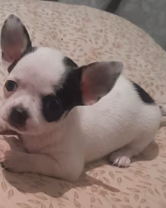 Chihuahua simil