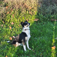 Cucciolona jack a poo 11 mesi