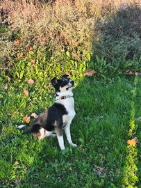 Cucciolona jack a poo 11 mesi