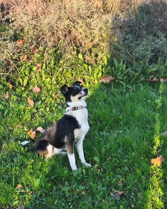 Cucciolona jack a poo 14 mesi