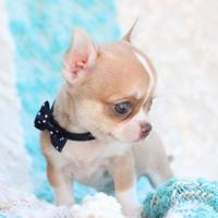 CHIHUAHUA TOY puppy maschi e femmine pag rateale